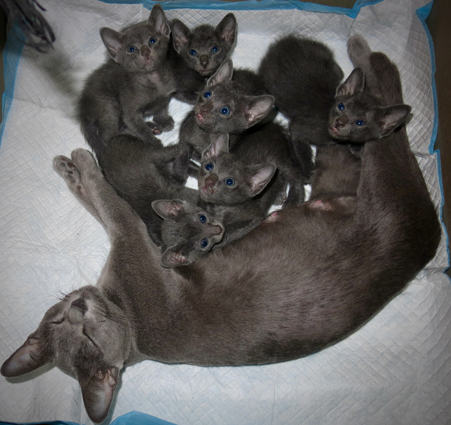 Kittens at 4 weeks